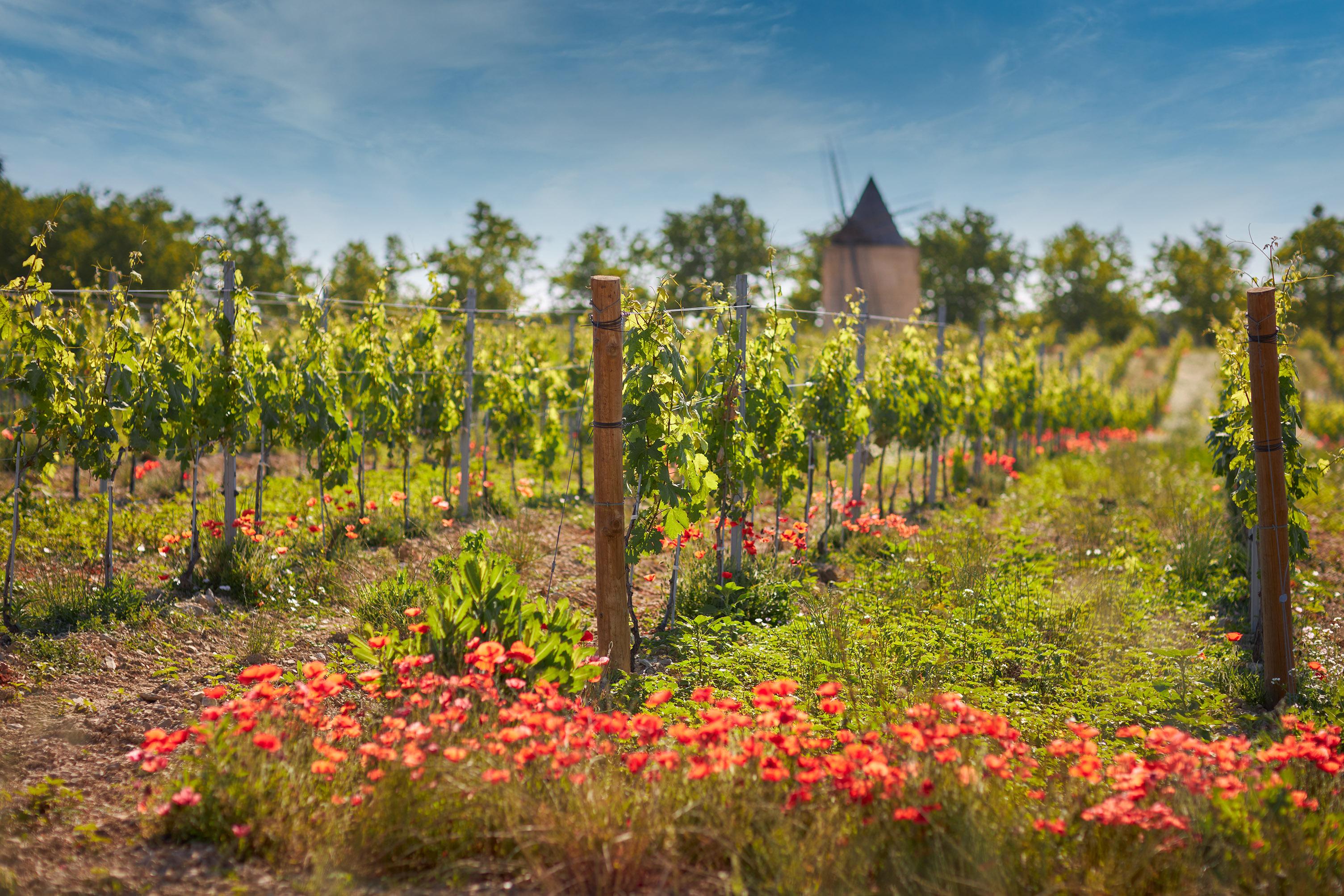 Visite les secrets de la vignes au chateau de sannes nouveau